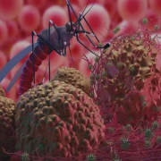 malaria boala transmisa de tantari