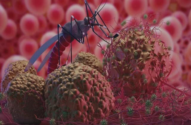 malaria boala transmisa de tantari Despre Boli transmise de tantari si cum ne putem proteja in siguranta impotriva acestor insecte mici dar deosebit de periculoase o sa va prezentam in randurile ce urmeaza.